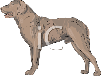 Pet Clipart