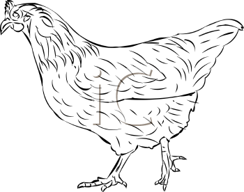 Bird Clipart