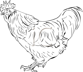 Bird Clipart