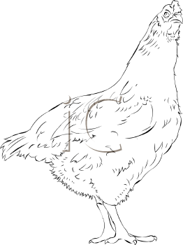 Farm Animal Clipart