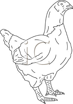 Bird Clipart