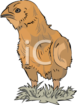 Bird Clipart