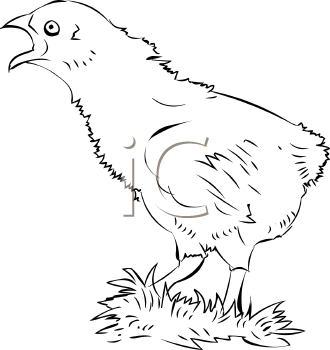 Bird Clipart