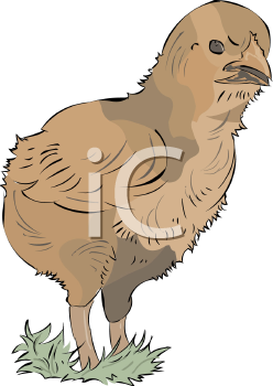 Bird Clipart