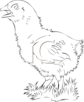 Bird Clipart