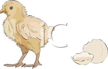 Bird Clipart