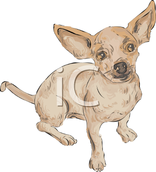 Pet Clipart