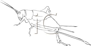 Insect Clipart