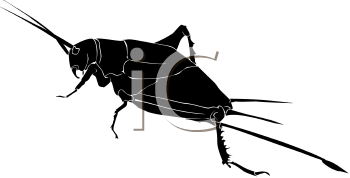 Insect Clipart