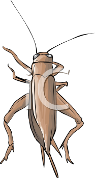 Insect Clipart