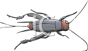 Insect Clipart