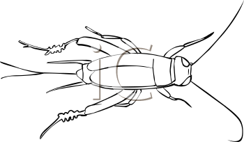 Insect Clipart