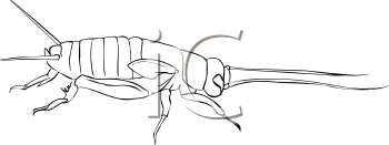 Insect Clipart