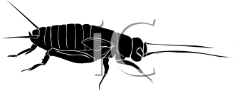 Insect Clipart