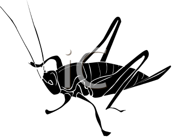 Insect Clipart