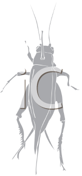 Insect Clipart