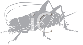 Insect Clipart