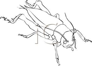 Insect Clipart