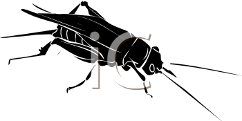Insect Clipart