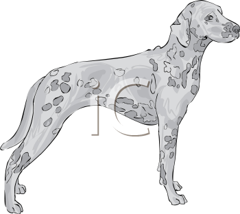 Pet Clipart