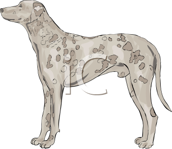 Pet Clipart
