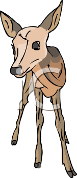 Deer Clipart
