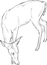 Deer Clipart
