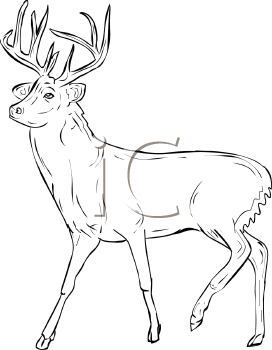 Deer Clipart