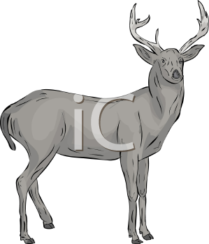 Deer Clipart