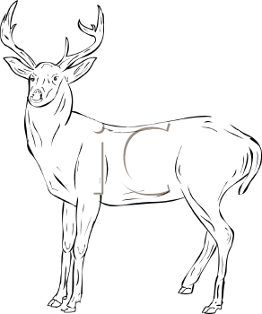 Deer Clipart