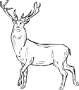 Deer Clipart