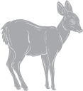 Deer Clipart