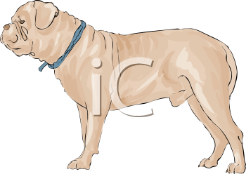 Pet Clipart