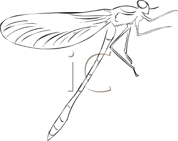 Insect Clipart