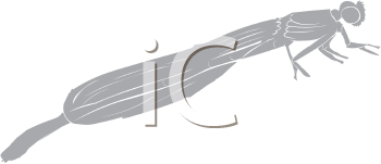 Insect Clipart