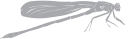 Insect Clipart