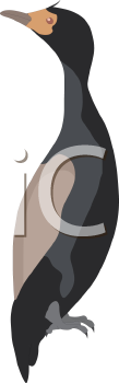 Bird Clipart