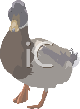 Bird Clipart