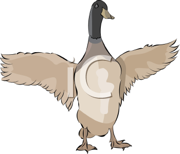 Bird Clipart