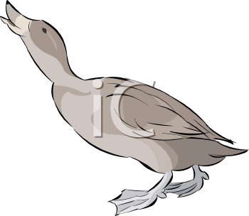 Bird Clipart