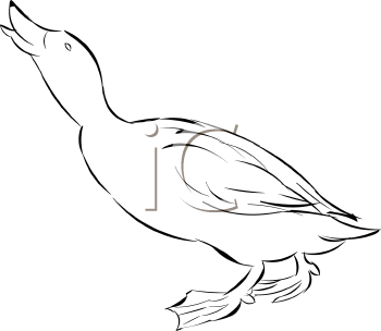 Bird Clipart