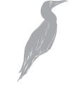 Bird Clipart