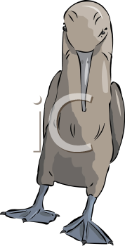 Bird Clipart