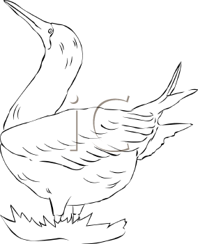 Bird Clipart
