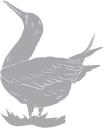 Bird Clipart