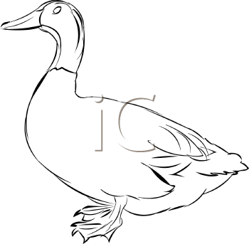 Bird Clipart