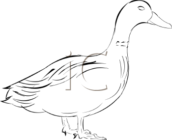 Bird Clipart