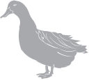 Bird Clipart