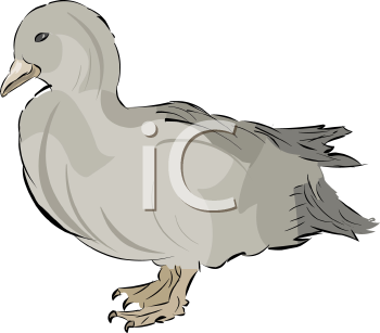 Bird Clipart