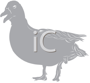 Bird Clipart